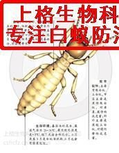 【家里有蚂蚁怎么办能除根|屋子里有蚂蚁怎么办|消灭白蚁公司图片】家里有蚂蚁怎么办能除根|屋子里有蚂蚁怎么办|消灭白蚁公司图片大全 - 上格生物科技(上海)