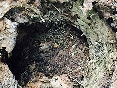 技术一流的白蚁防治公司,优质白蚁防治公司在哪里