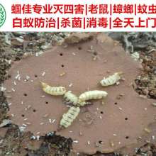实木地板白蚁价格 实木地板白蚁公司 图片 视频