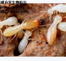 高清图片