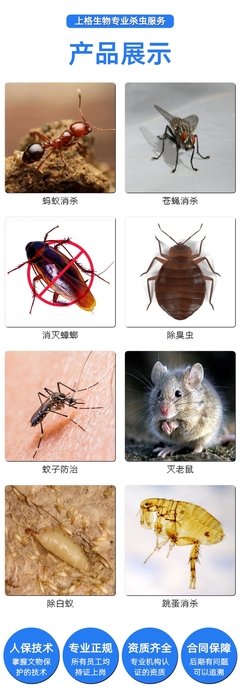 虹口区浴场灭老鼠,徐汇区公司灭蟑螂,浦东新区公司杀灭老鼠,徐汇区办公室灭蟑螂