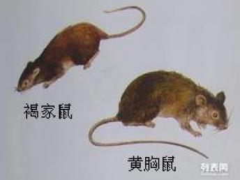 图 惠州博罗白蚁防治公司,园洲灭治白蚁,长宁白蚁公司,龙溪白蚁所 惠州保洁 清洗 惠州列表网