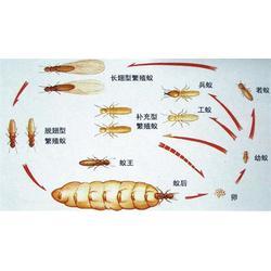 白蚁预防、家庭白蚁预防、瑞克害虫防治(优质商家)