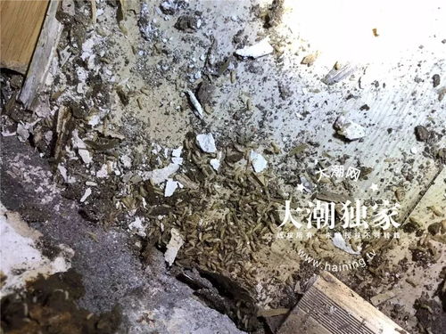 毛骨悚然 女子撬开自家地板,看到这一幕,当场双腿发软