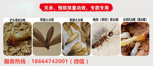 荔湾白蚁防治灭白蚁公司